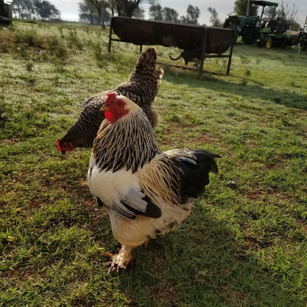 Meet your Posher, Phyllis